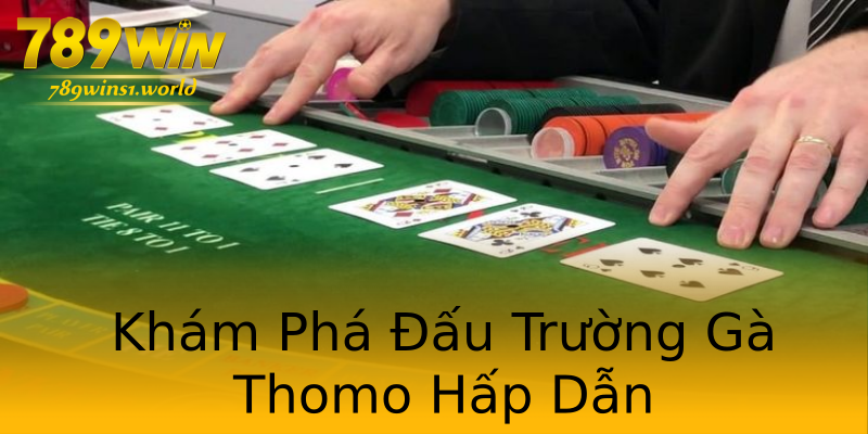 Khám Phá Đấu Trường Gà Thomo Hấp Dẫn Khám Phá Đấu Trường Gà Thomo Hấp Dẫn